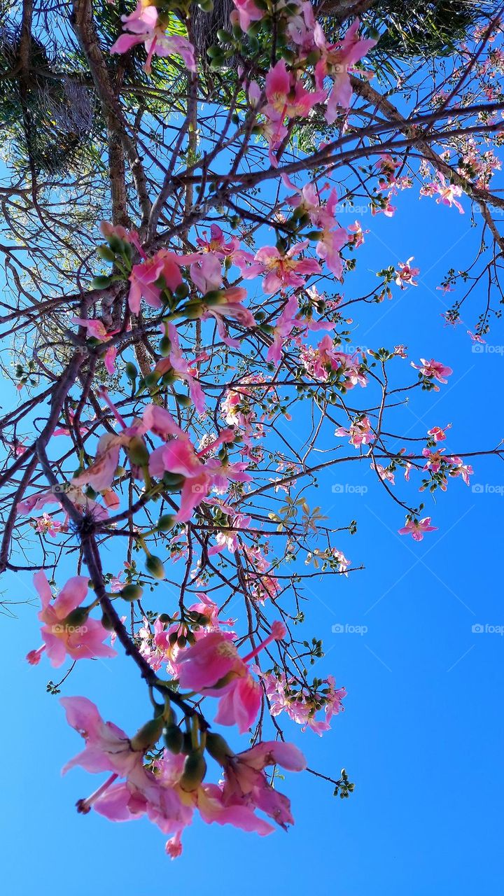Flores da cor rosa, suspensas no ar, tentando alcançar o céu anil. Como se fosse um lençol azul bordado com esmero, tremulando no varal.