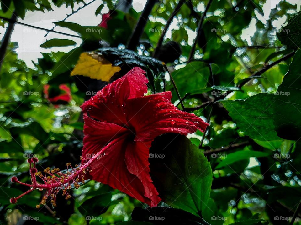 red hibiscus after rain