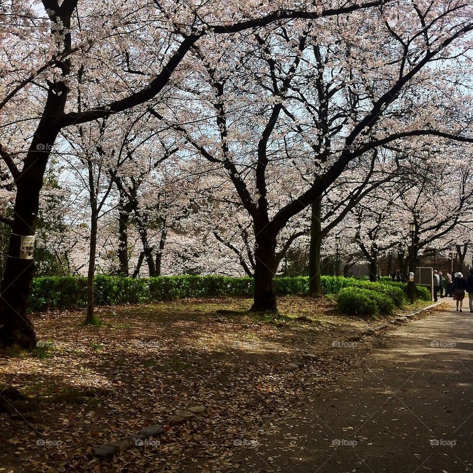 Fully bloomed Sakura in Osaka 