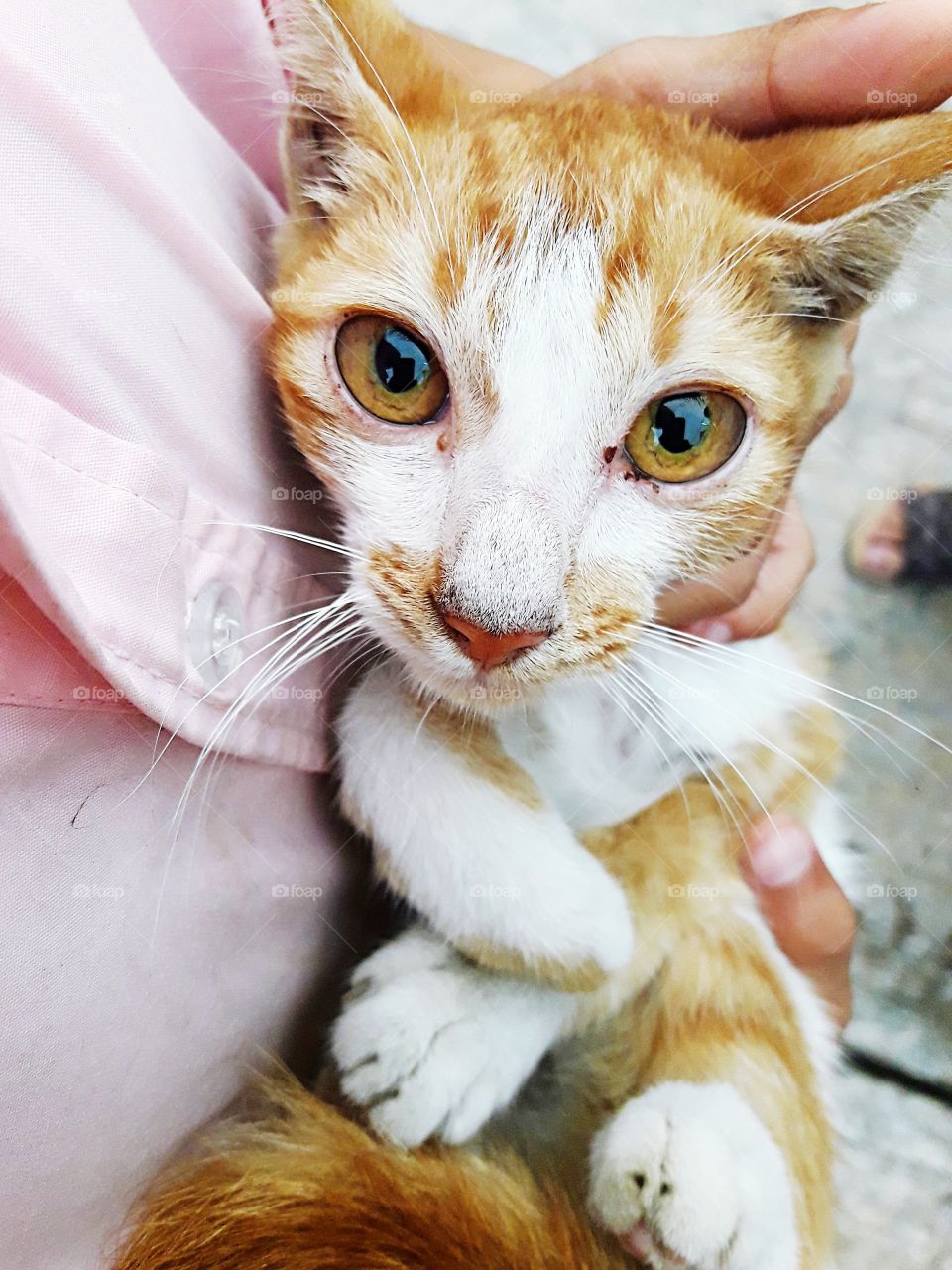 little cat in embrace