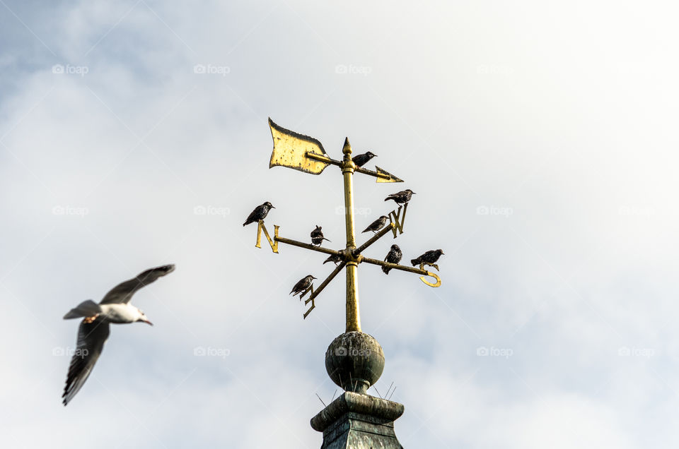 A seagull flies towards a weather vane with perching black birds