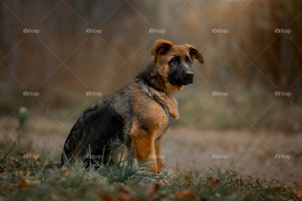 German Shepherd Puppy outdoor portrait