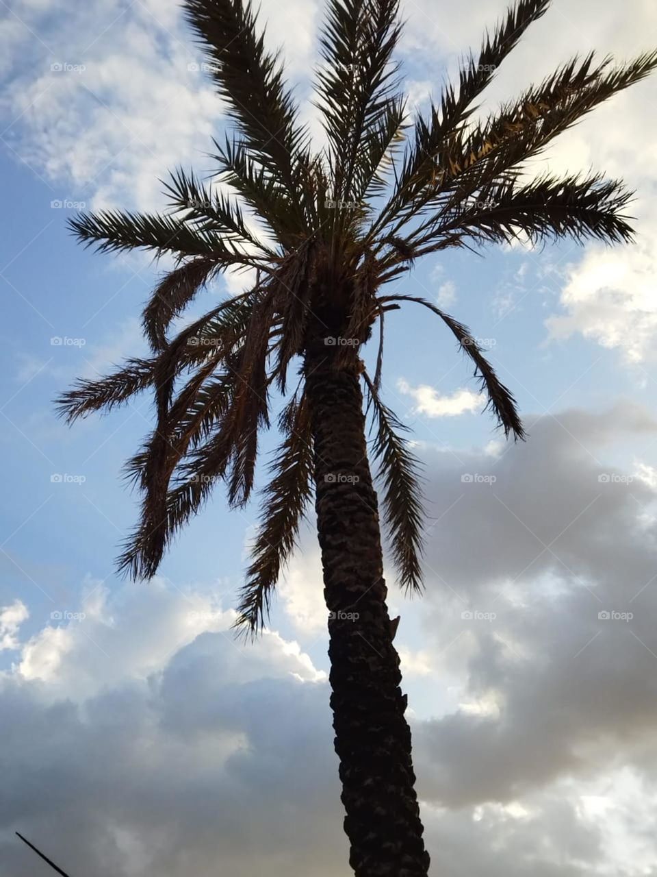 Beautiful palm tree