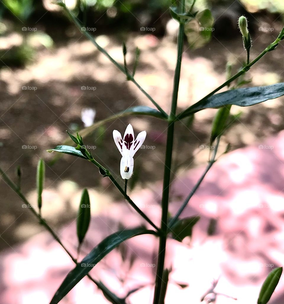 Heen bimkohomba aka Andrographis paniculata