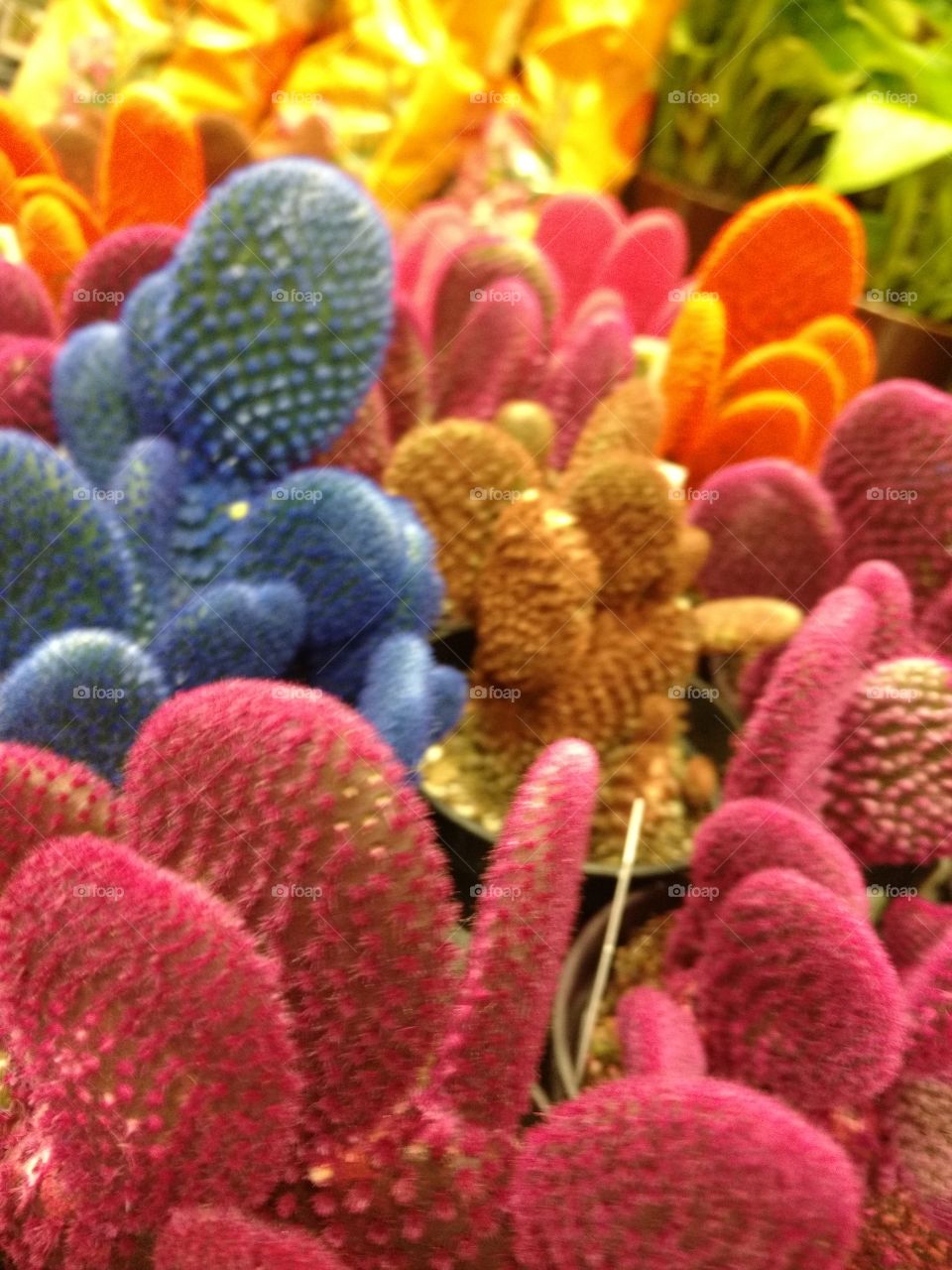 rainbow cactus 2