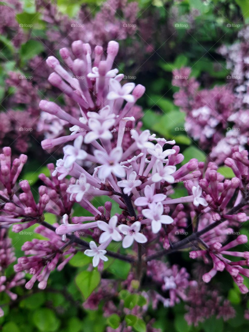 portrait of Palibin lilac