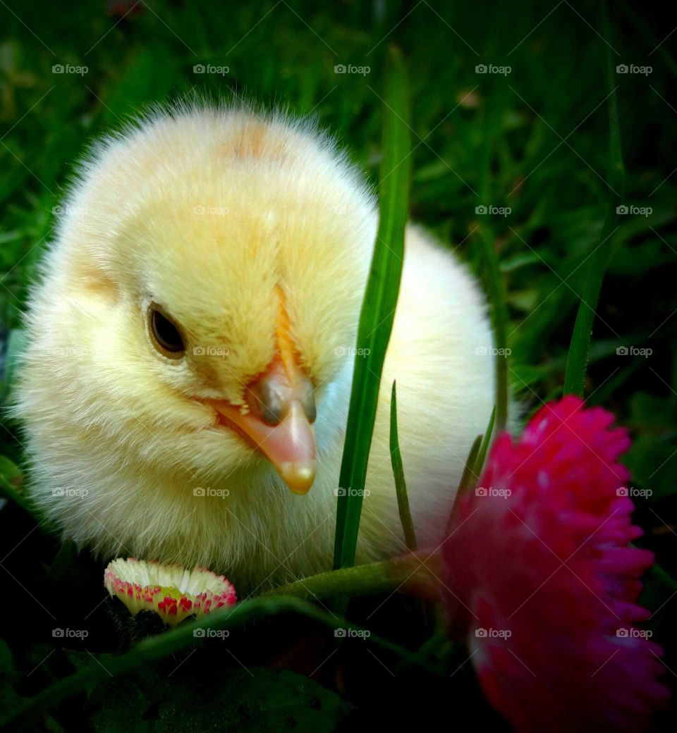 cute chick in the grass