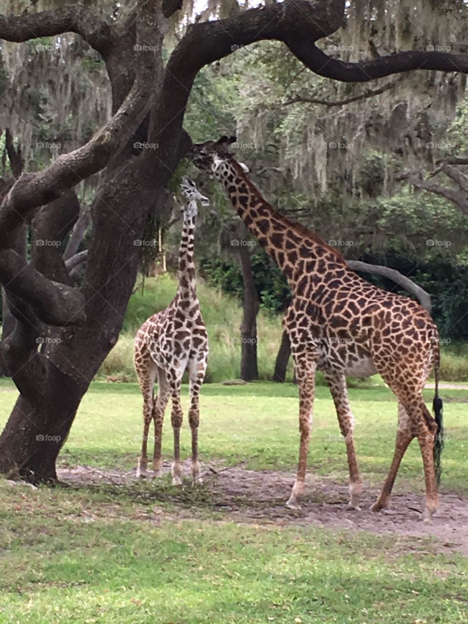 Two giraffes by a tree