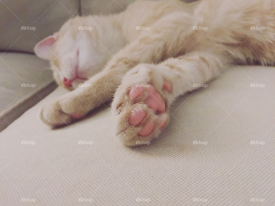 Kitty paws