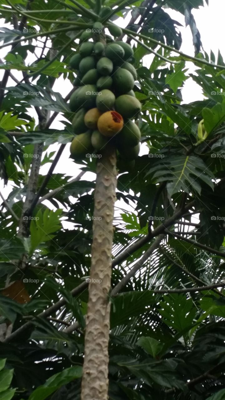 papaya in abundance