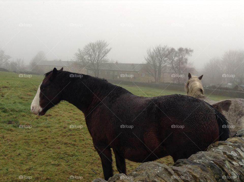 A foggy day in Haworth, England where you can beautiful horses