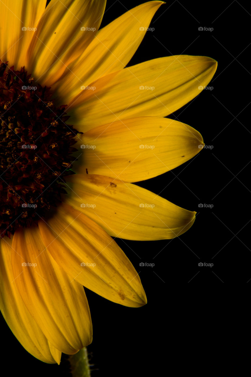 Sunflower shot up close in sharp detail against a black background. Bright yellow flower. 