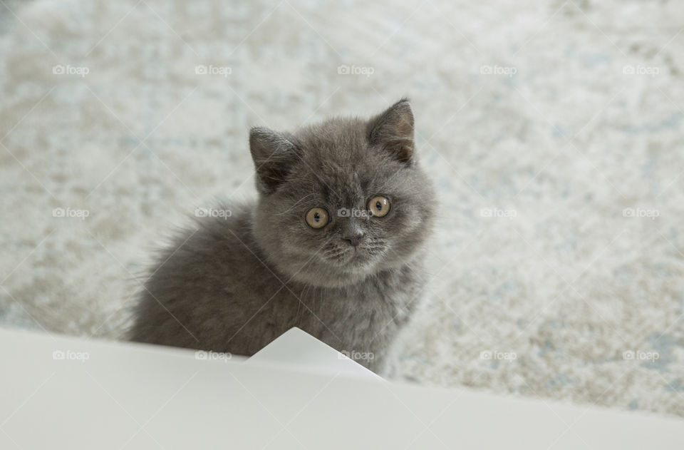 Grey cat sitting on floor