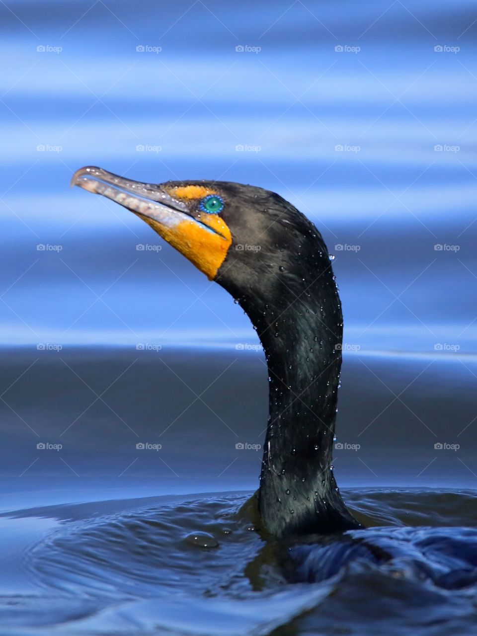 cormorant