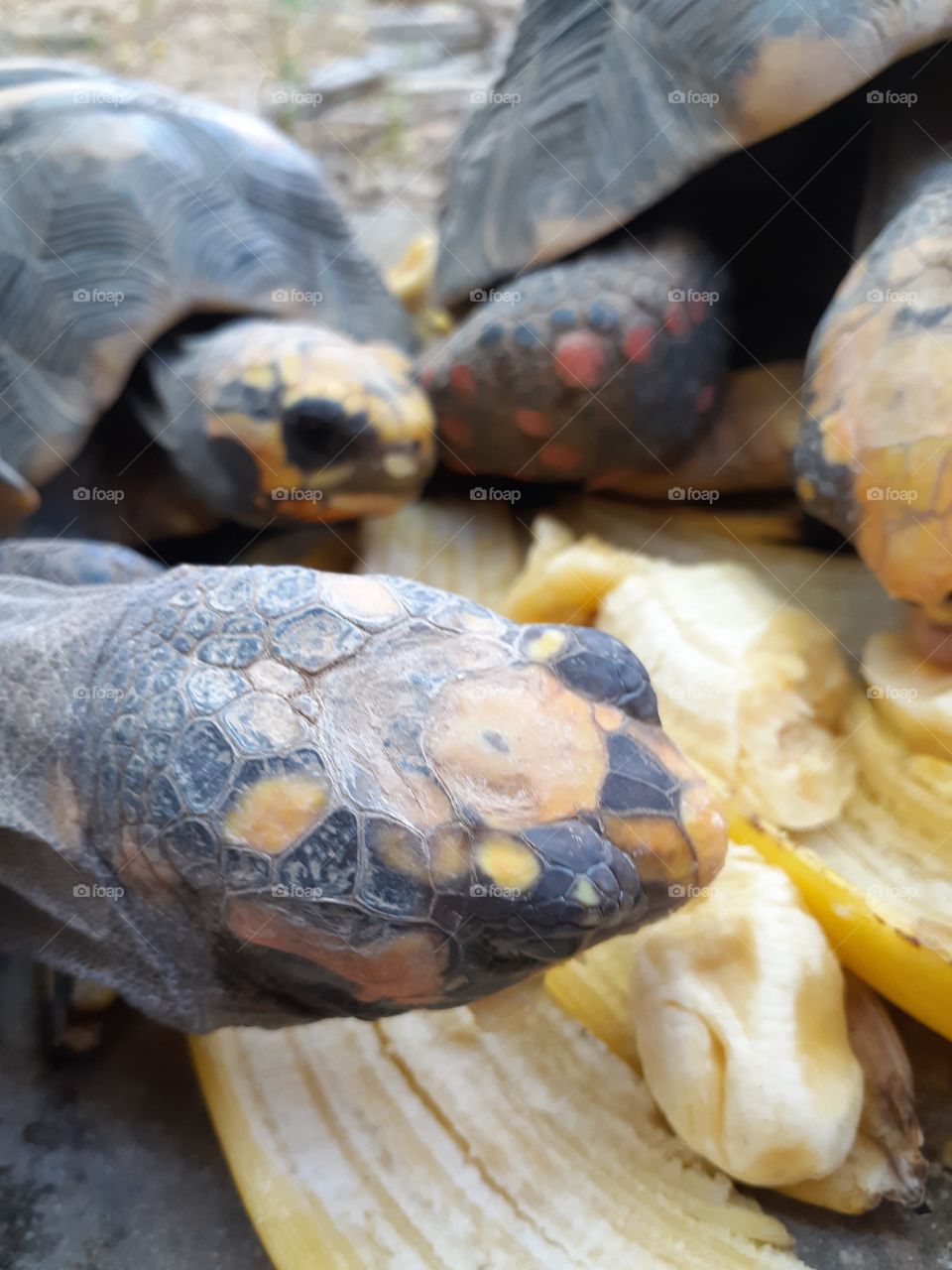 Three of my tortoises sharing some bananas in the afternoon.