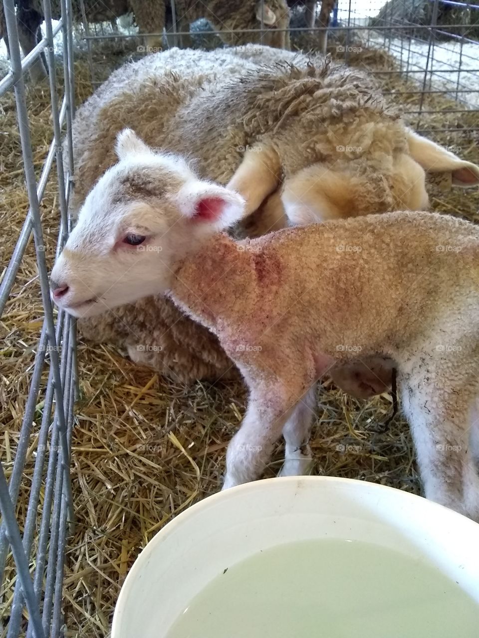 just born. baby lamb