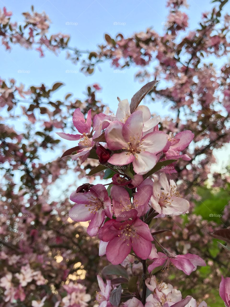 Spring blossoms 