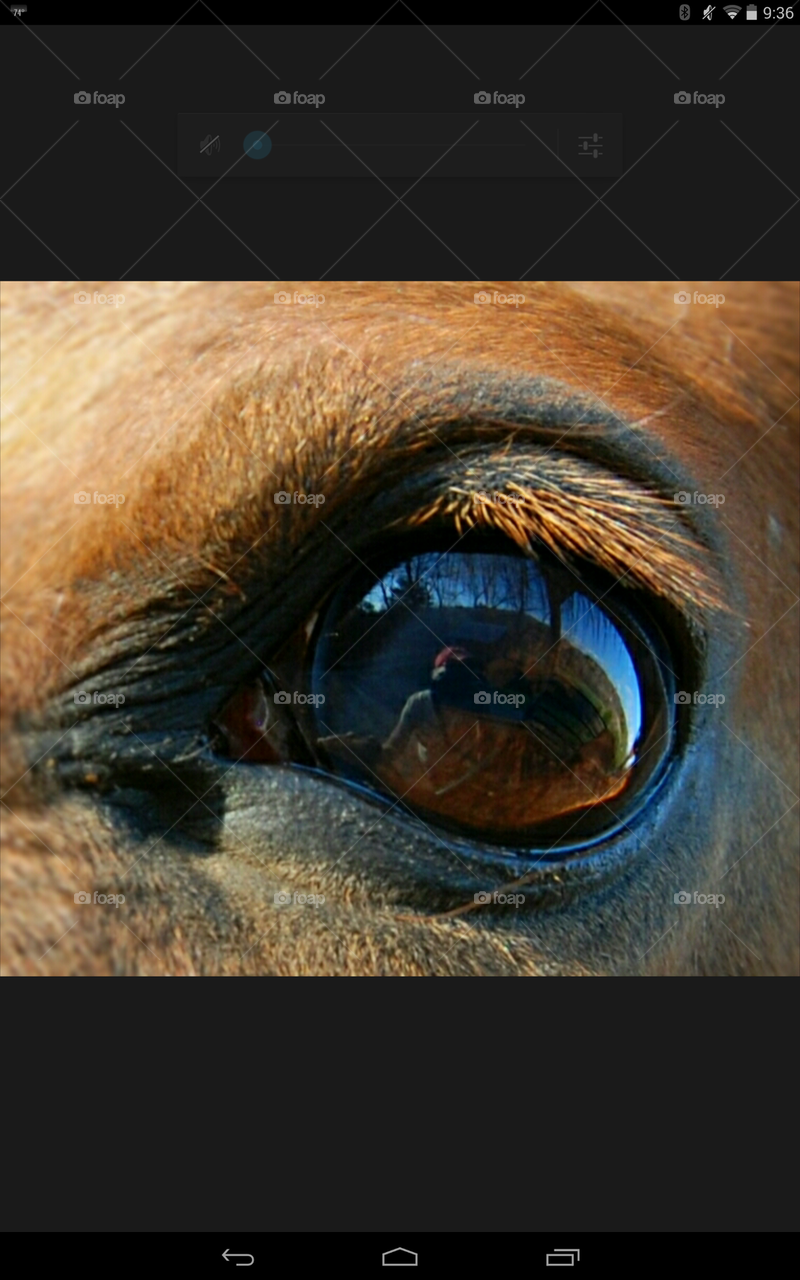 horse eye, my reflection