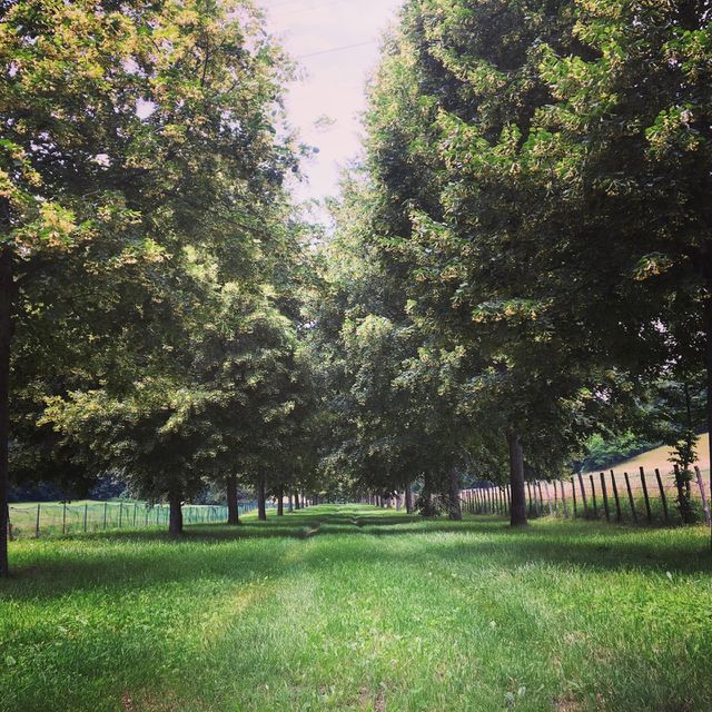 Tree Lined Lane