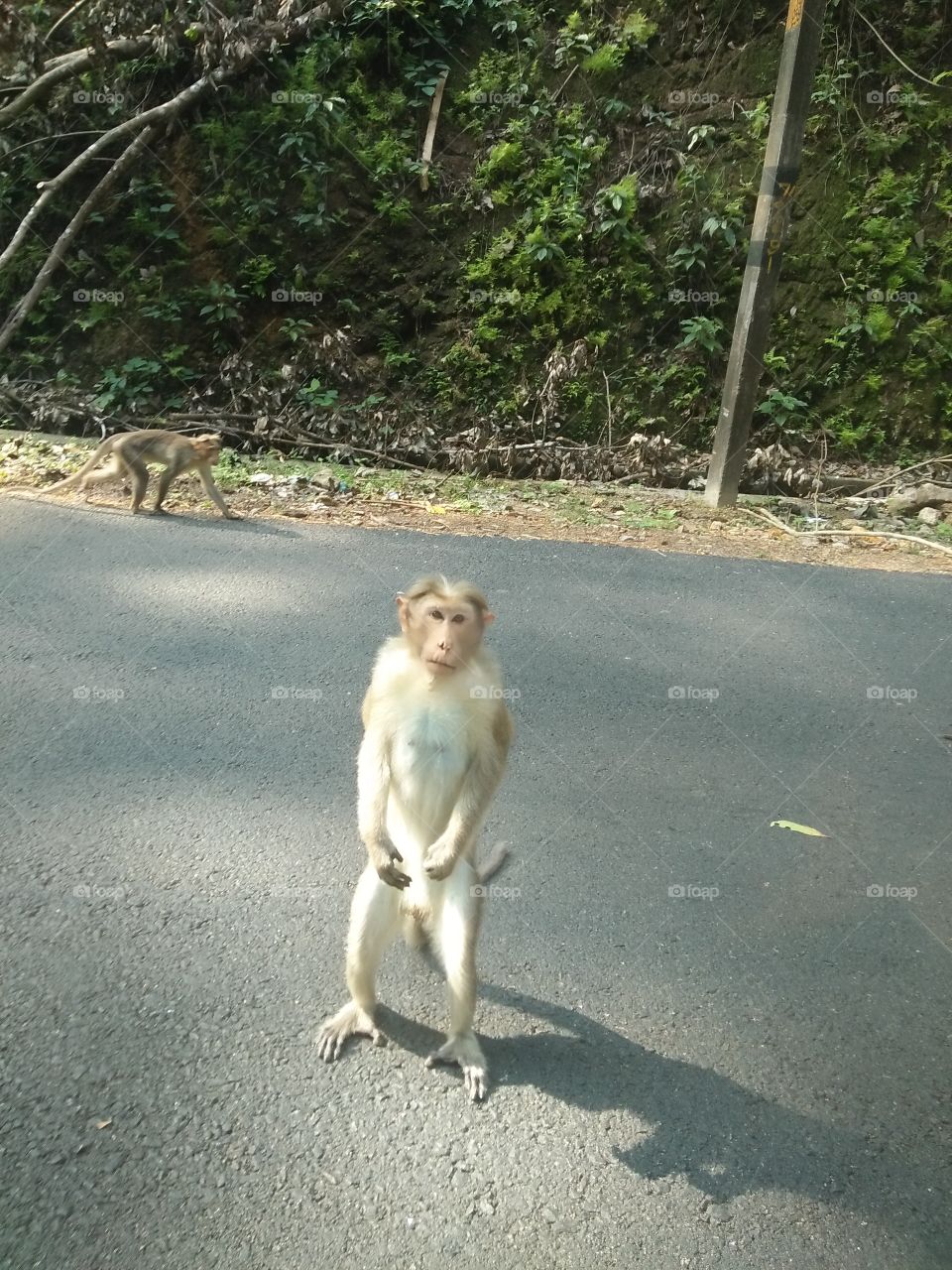 Monkey