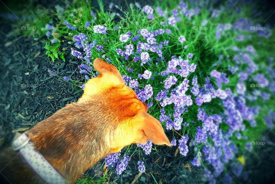 My dog loving the lavender in the garden. Beautiful and full lavender right in my backyard.