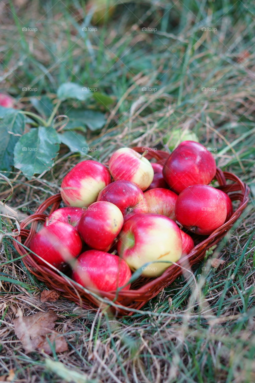 basket of  apples