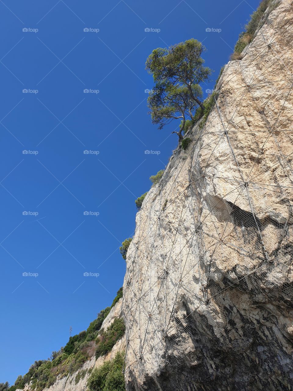 Tree growing on a rock