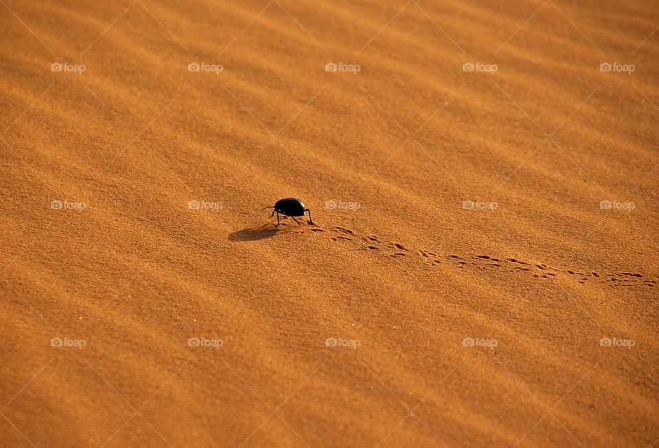Black insect on sand