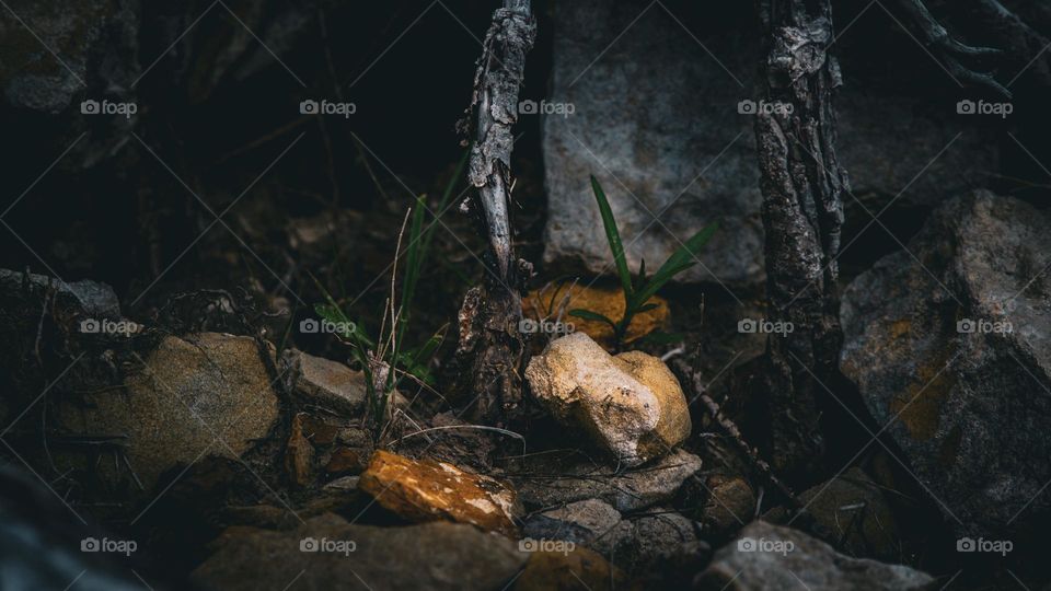 Rocks piled by the tree