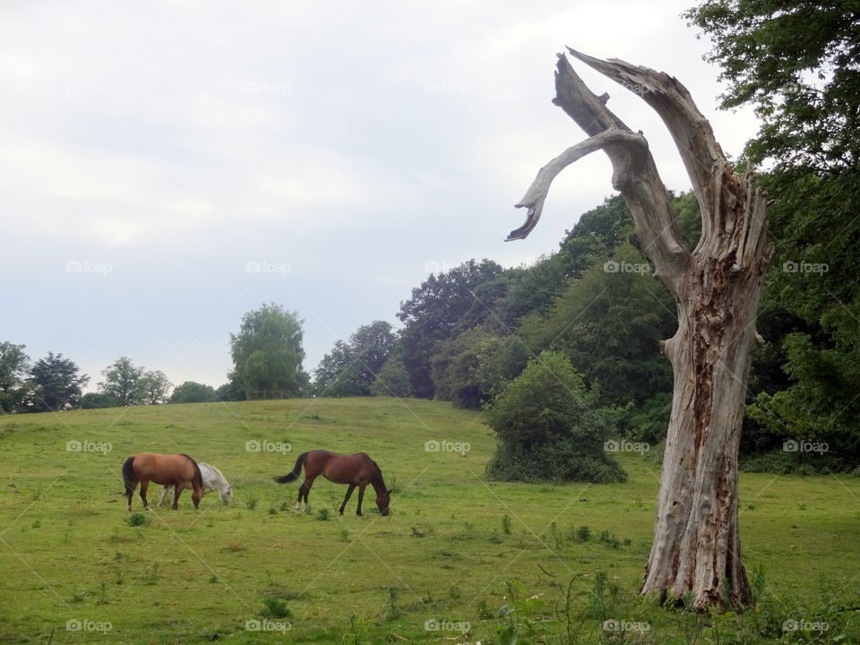 Majestic horses