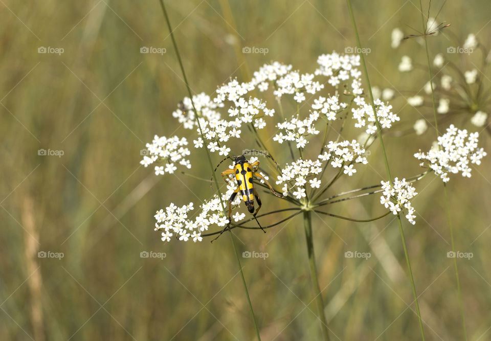 White flower in the grass and a bug