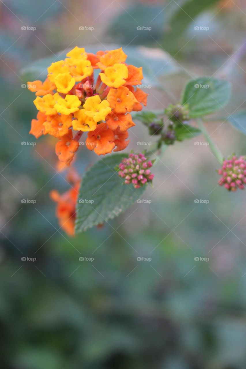 beautiful village flowers 🌻
