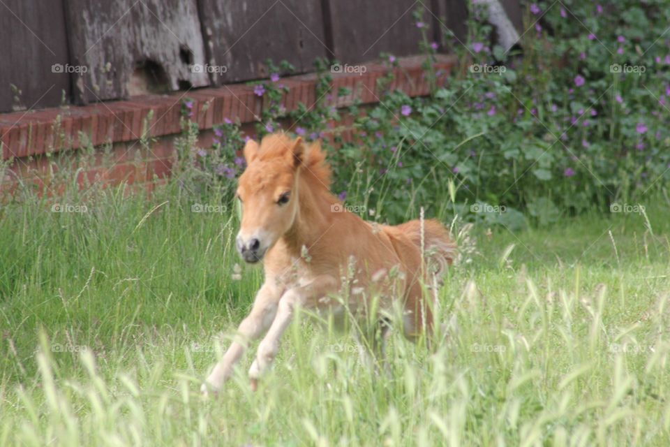 young foal