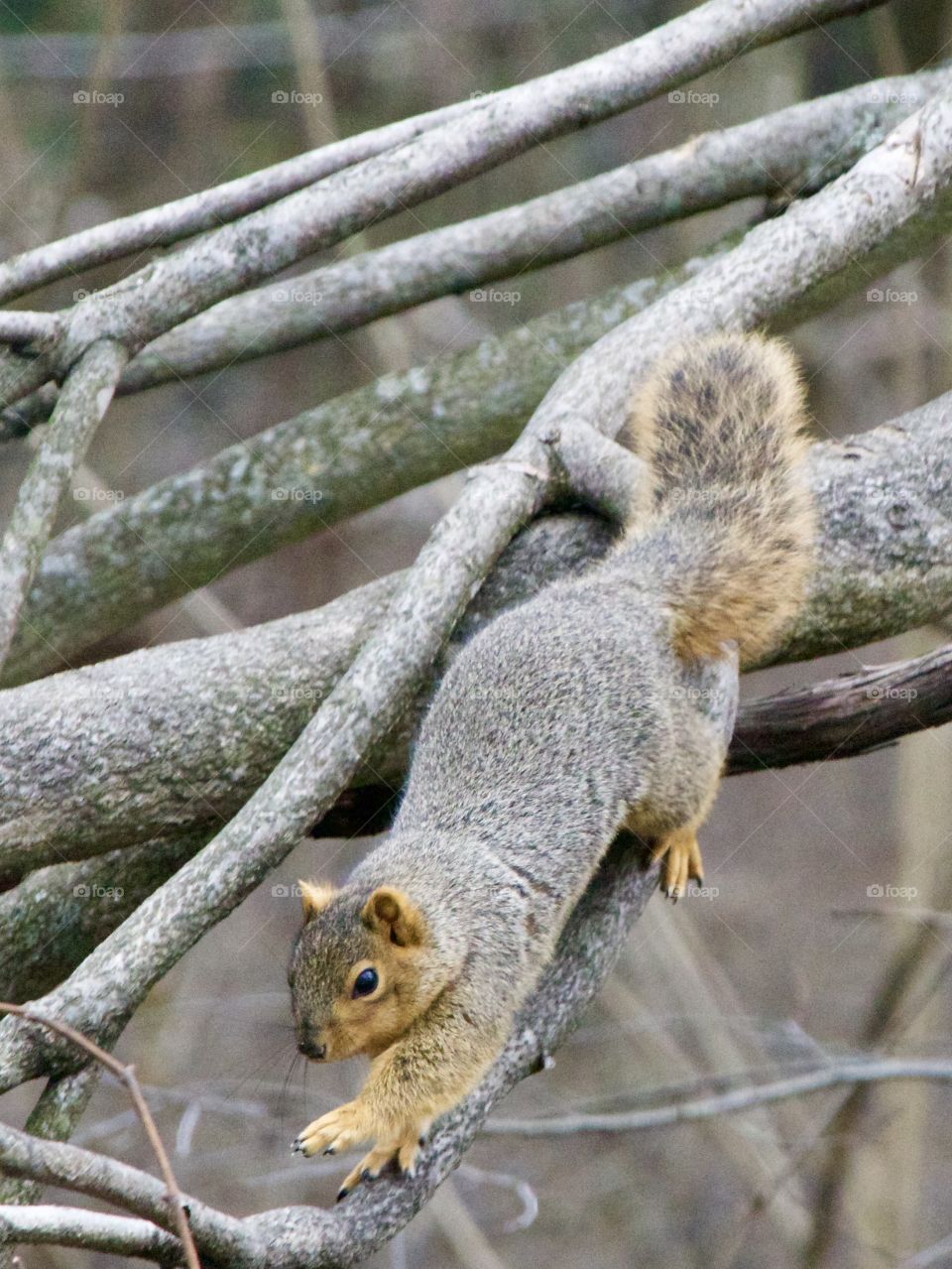 Red squirrel climbing down a tree in the winter