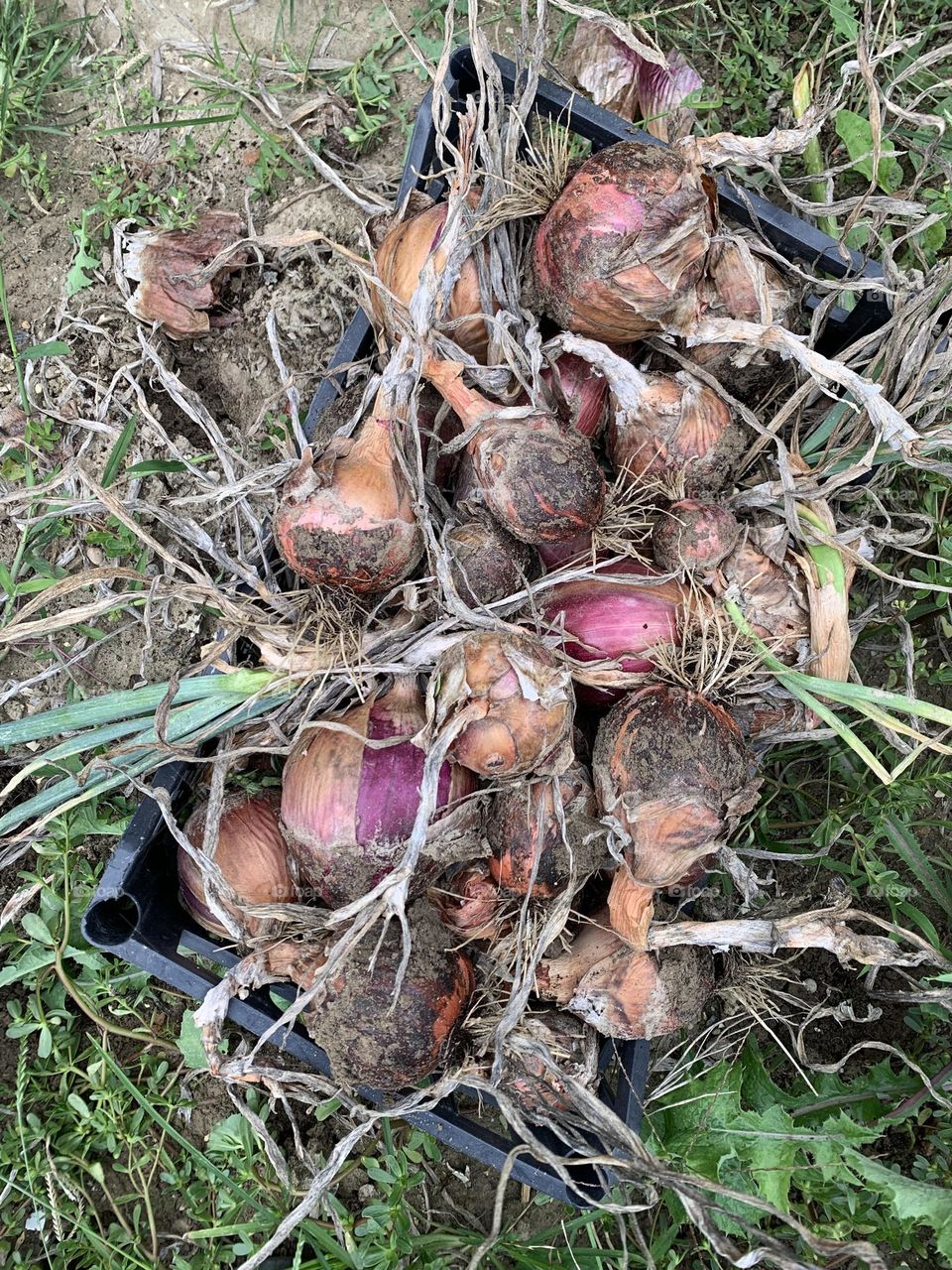 the harvest of onions from the garden in a large box