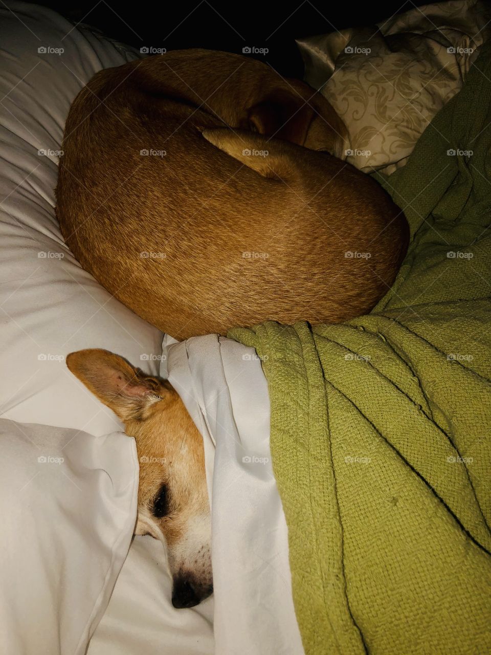 Pet dogs in owners bed sharing space