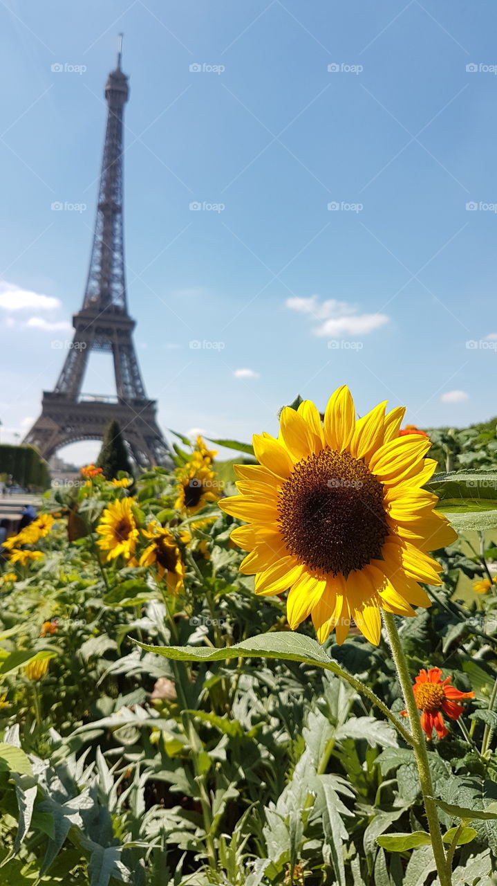 Eiffel Flower