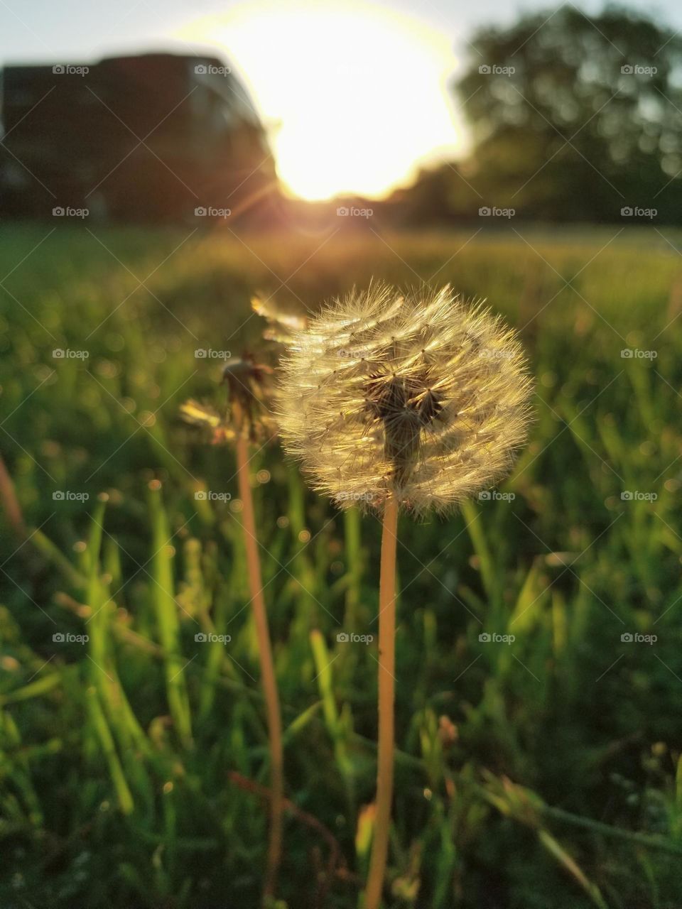 Dandelion at Sunrise