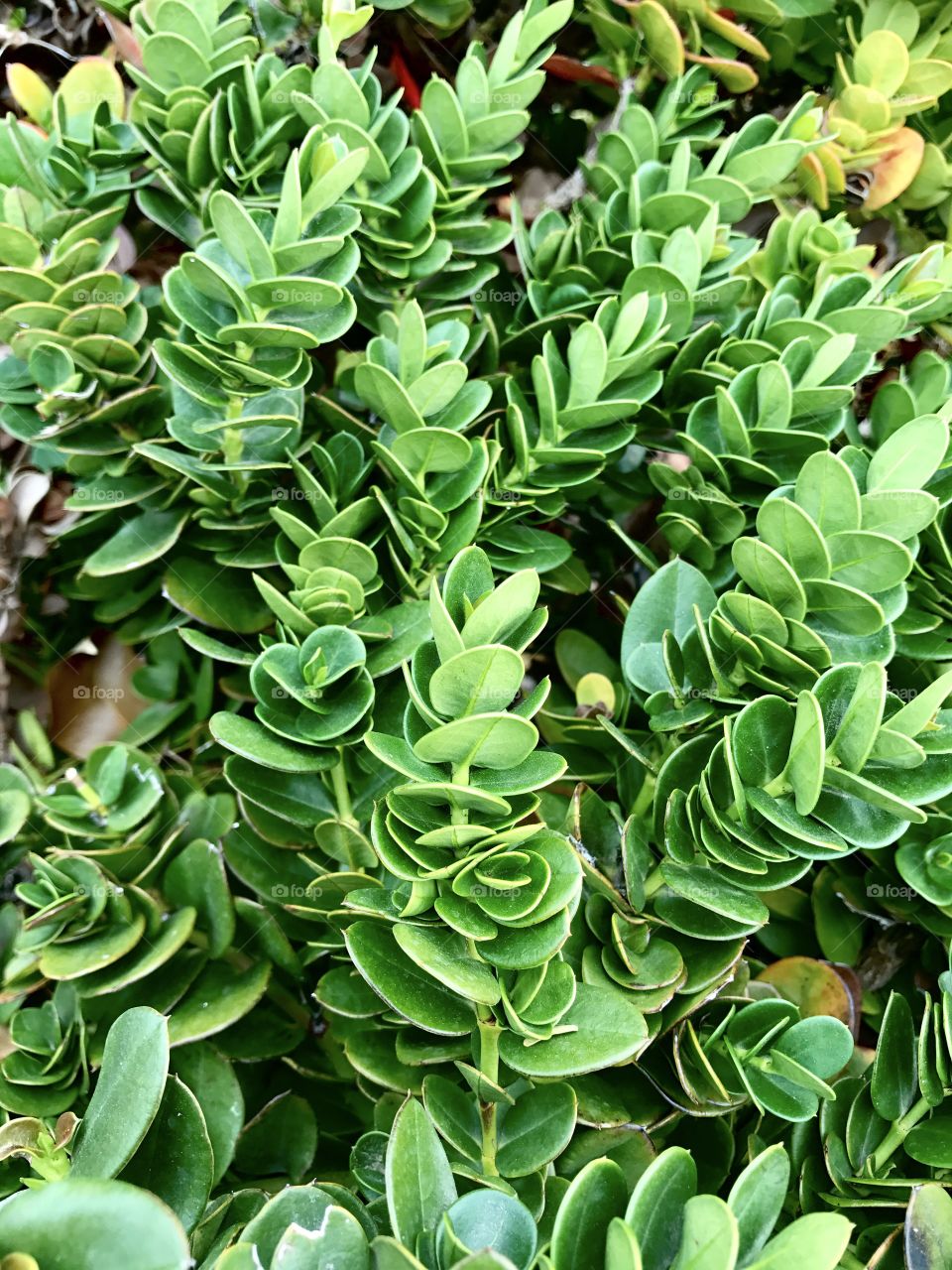 Close-up of spiral plant