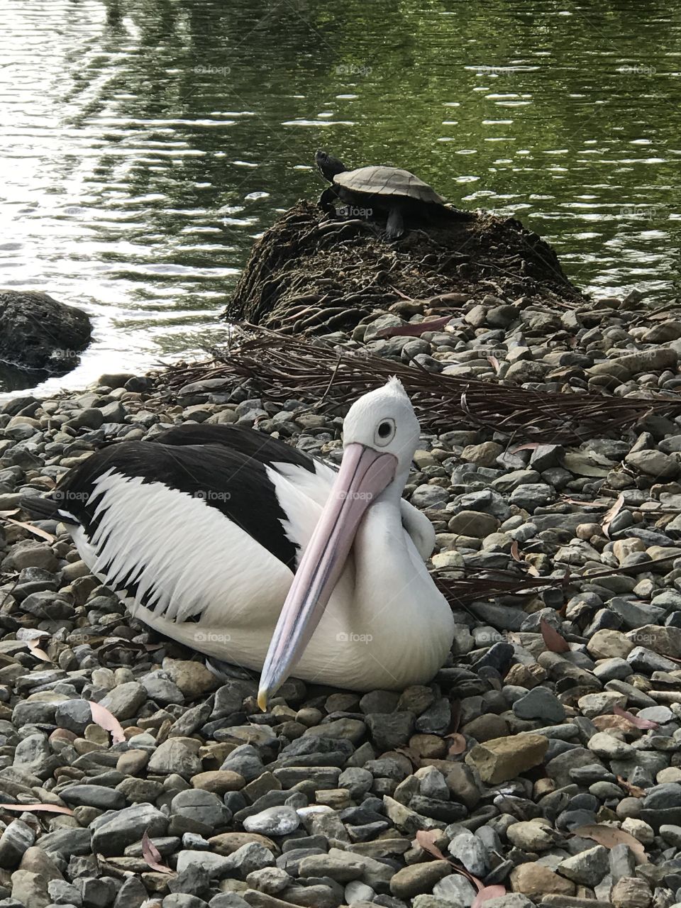 A calm & resting pelican with turtle basking in the winters sun...