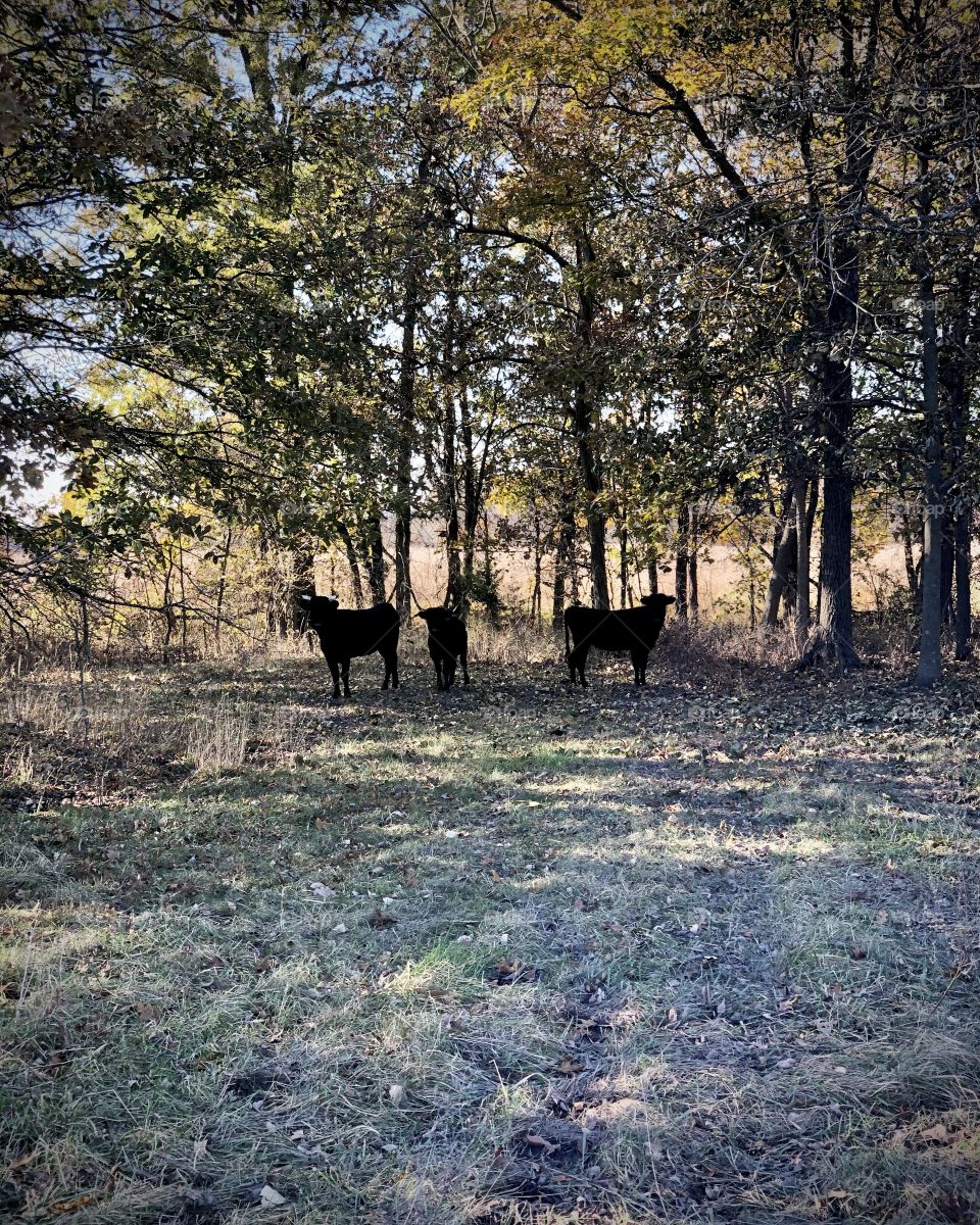 Cows in the country out in the woods.