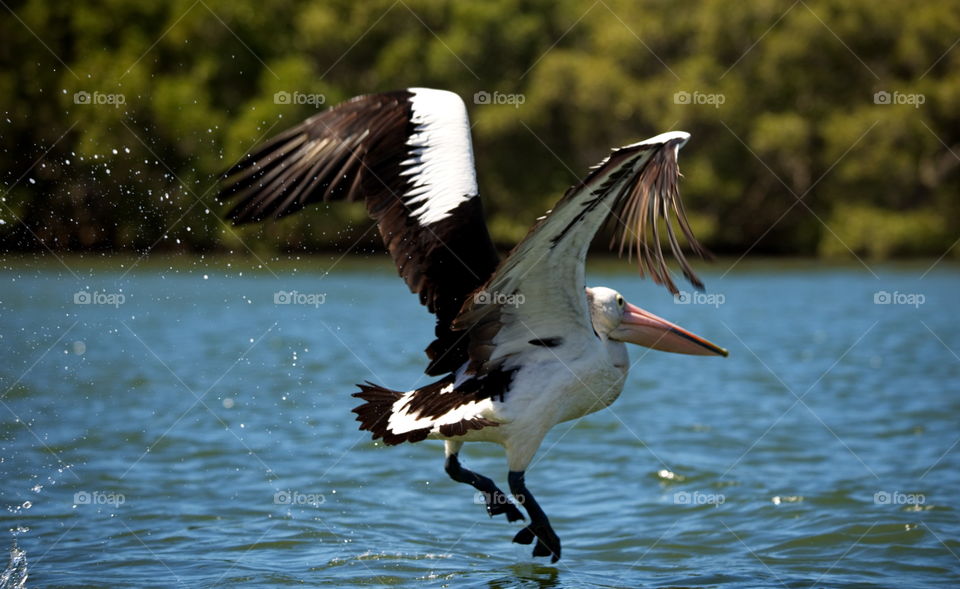 pelican takes flight on a Queensland river