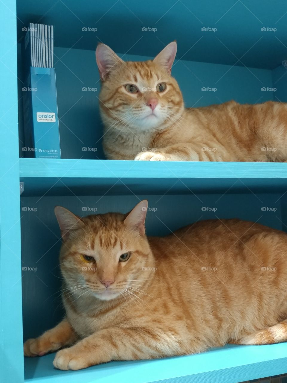 Two orange tabbys lookibg out dismissively at their owner for bringing them to the veterinarian.