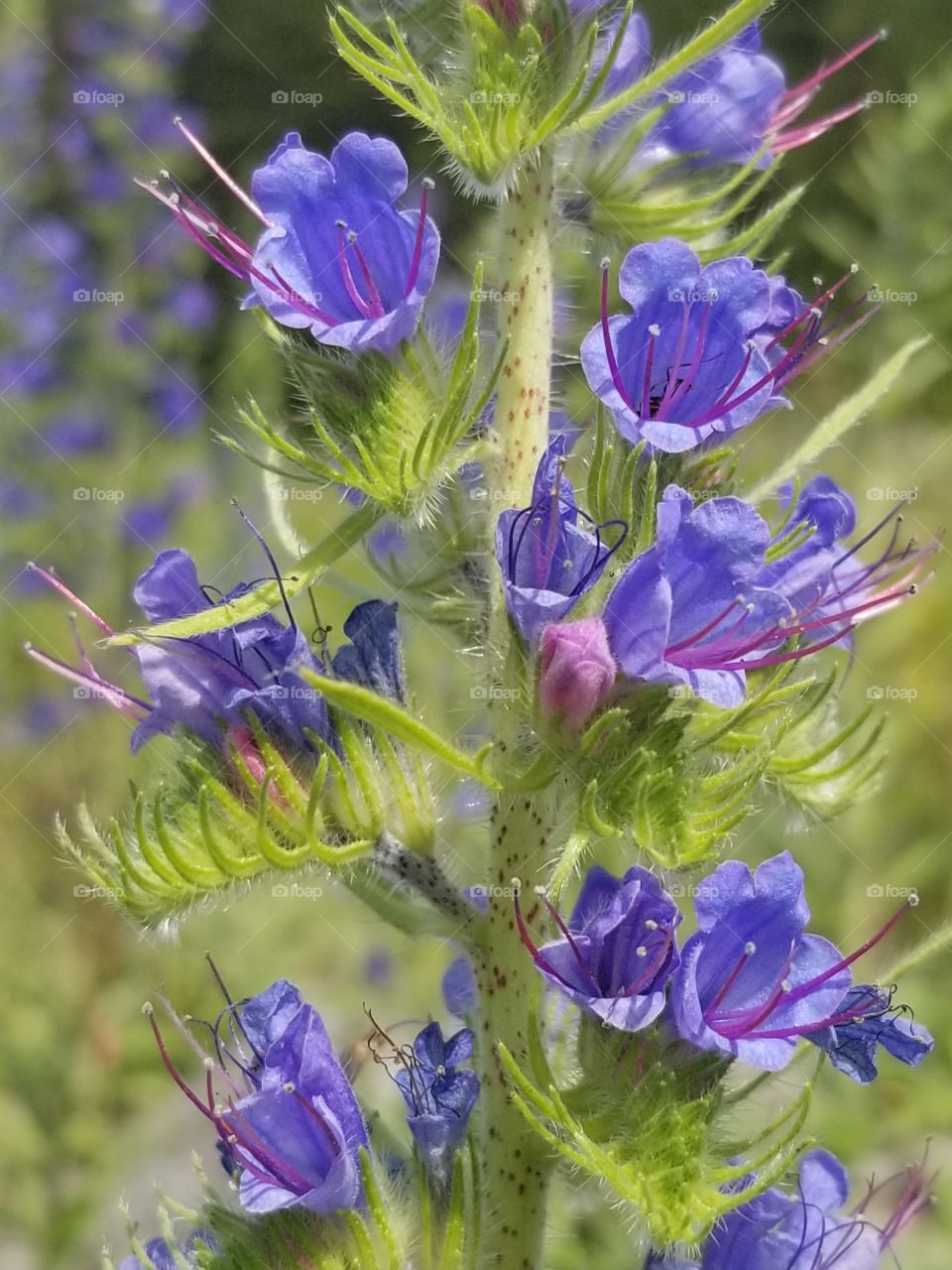 purple wildflower