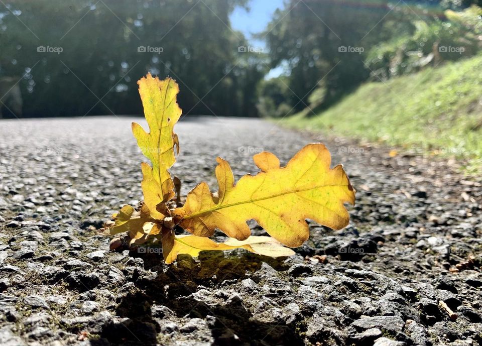 Battle: Summer vs Fall