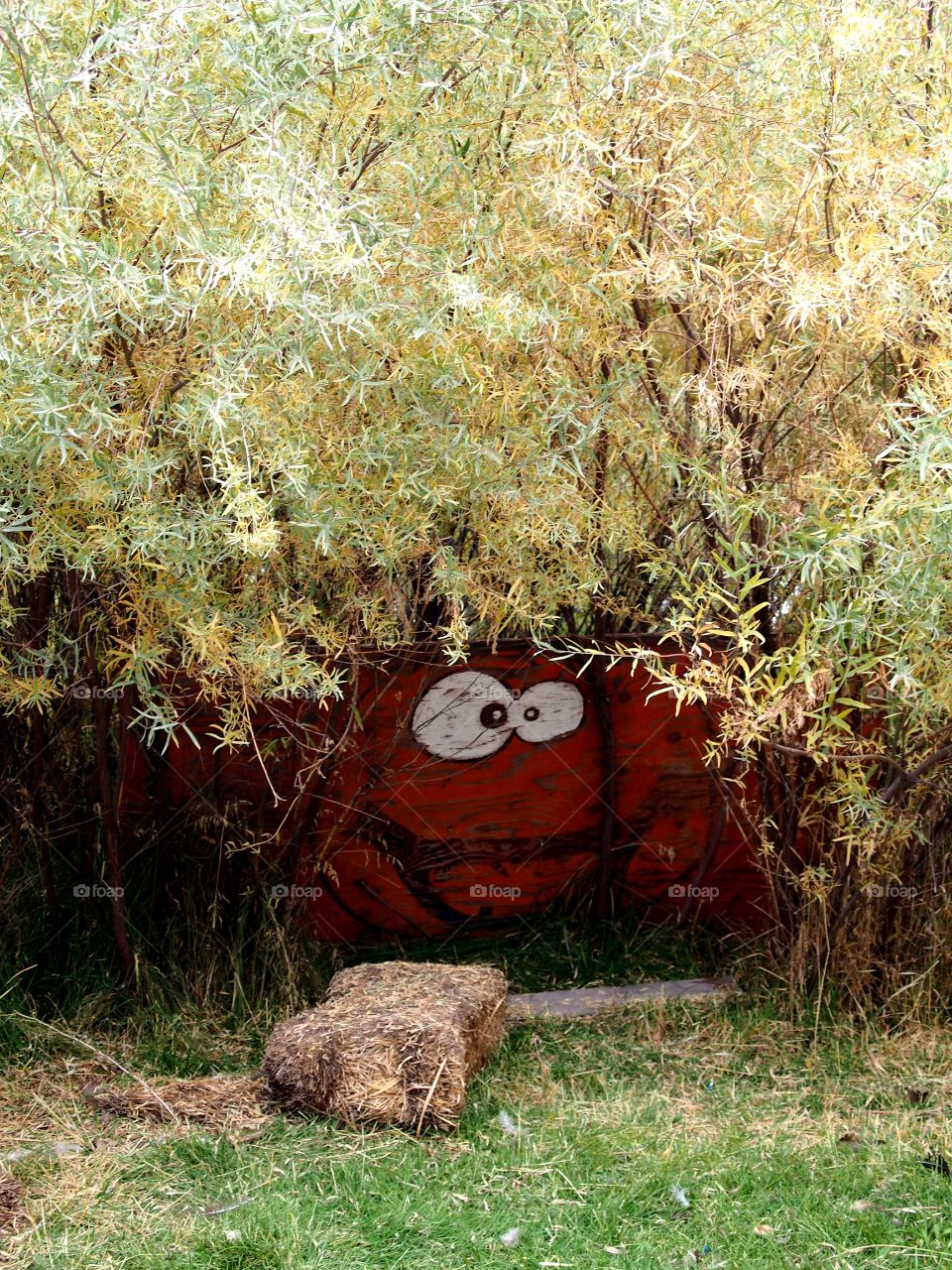 A fun decoration of a pumpkin face painted onto a piece of plywood hanging out in the bushes at a pumpkin patch on a fall day.