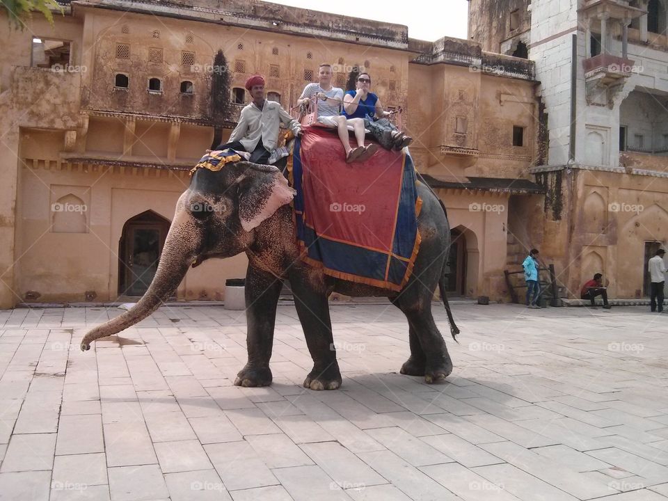 Elephant. Trip to Jaipur