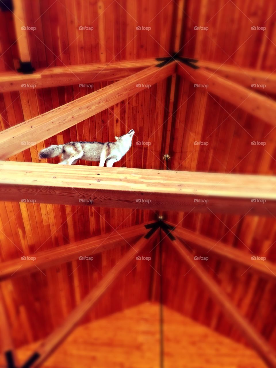 Wolf on the ceiling . A wolf climbing