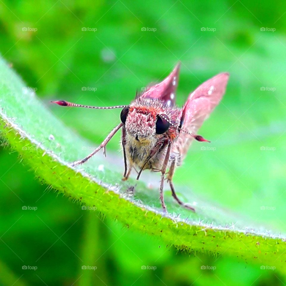 Butterfly looking to front from on a leaf