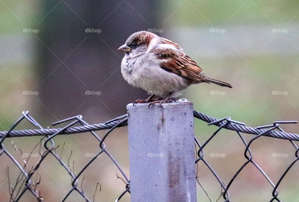 A sparrow on a wire fence